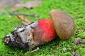 Boletus calopus mushroom Royalty Free Stock Photo