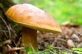 Boletus cepe mushroom Royalty Free Stock Photo