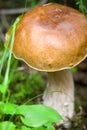 Boletus cepe mushroom Royalty Free Stock Photo