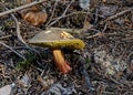 Boletus chrysenteron