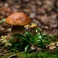 boletus close-up in the forest, perfect mushroom stem and cap. Royalty Free Stock Photo