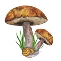 Boletus edible forest mushroom. Snail, green grass. Botanical drawing. Hand-drawn watercolor illustration isolated on