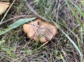 Boletus edible mushroom in autumn grass, seasonal natural background, forest mushrooms picking closeup