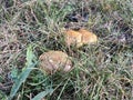 Boletus edible mushroom in autumn grass, seasonal natural background, forest mushrooms picking closeup