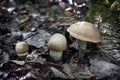 Boletus - edible mushroom