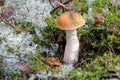 Boletus Edible Mushroom in the moss forest. Royalty Free Stock Photo