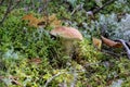 Boletus Edible Mushroom in the moss forest. Royalty Free Stock Photo