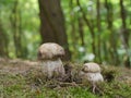 Boletus edible mushrooms