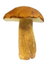 Boletus edulis