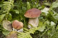 Boletus edulis Royalty Free Stock Photo