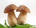 Boletus edulis Royalty Free Stock Photo