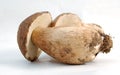 Boletus edulis Royalty Free Stock Photo