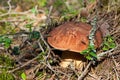 Boletus edulis Royalty Free Stock Photo