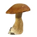 Boletus edulis