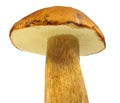 Boletus edulis