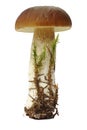 Boletus edulis Royalty Free Stock Photo