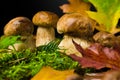Boletus edulis also called cep, penny bun, porcino or porcini mushroom. Fresh bolete fungus on moss and autumn leaves Royalty Free Stock Photo