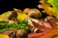 Boletus edulis also called cep, penny bun, porcino or porcini mushroom. Fresh bolete fungus on moss and autumn leaves Royalty Free Stock Photo