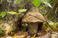 Boletus edulis in autumn