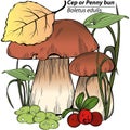 Boletus edulis mushrooms