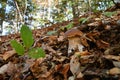 Boletus edulis cep, penny bun, porcino or king bolete, usually called porcini mushroom grows on the beech forest floor among Royalty Free Stock Photo