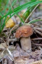 Boletus mushroom in the wild. Porcini mushroom grows on the forest floor at autumn season Royalty Free Stock Photo