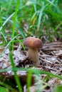 Boletus mushroom in the wild. Porcini mushroom grows on the forest floor at autumn season Royalty Free Stock Photo