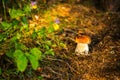 Boletus edulis or cep, penny bun, porcino or porcini in forest