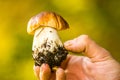 Boletus edulis or cep, penny bun, porcino or porcini in male hand