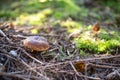 Boletus edulis in coniferous forest, autumn time. Mushroom hunting Royalty Free Stock Photo