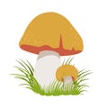 Boletus edulis, edible forest mushrooms. Colorful cartoon illustration