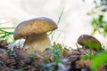 Boletus edulis. Excellent edible mushroom Royalty Free Stock Photo