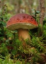 Boletus edulis in forest Royalty Free Stock Photo