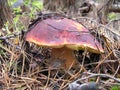 The boletus edulis in the forest.