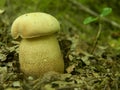 Boletus Edulis in the forest. Lonely and very tasty.