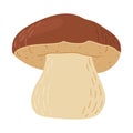 Boletus edulis forest mushroom. Hand drawn Porcini. Royalty Free Stock Photo
