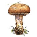 Boletus edulis forest mushroom isolated, watercolor illustration on white