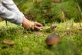 Boletus edulis in the forest, mushrooming and finding the mushrooms Royalty Free Stock Photo