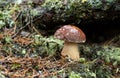 Boletus edulis in the forest in the rain, on a summer day. Delicious, wild edible mushroom. Royalty Free Stock Photo