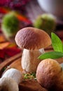 Boletus edulis Royalty Free Stock Photo