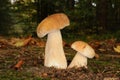 Boletus edulis fungus Royalty Free Stock Photo
