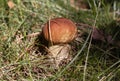 Boletus edulis with grass. Penny bun, ceps, porcini. Edible delicious mushroom in the forest