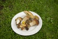 Boletus edulis and Imleia badia mushrooms forest harvest spread on white plate in the grass in daylight
