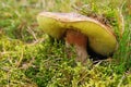 Boletus edulis in the moss Royalty Free Stock Photo