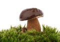 Boletus edulis king bolete isolated white background clipping path