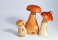 Boletus edulis king bolete isolated on white background close up porcini