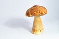 Boletus edulis king bolete isolated white porcini