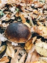 Boletus edulis mushroom in autumn leaves in woods. Picking mushrooms in forest.  Porcini with fall leaves on background of foggy Royalty Free Stock Photo