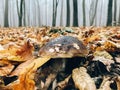 Boletus edulis mushroom in autumn leaves in woods. Picking mushrooms in forest.  Porcini with fall leaves on background of foggy Royalty Free Stock Photo