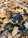 Boletus edulis mushroom in autumn leaves in woods. Picking mushrooms in forest.  Porcini with fall leaves on background of foggy Royalty Free Stock Photo